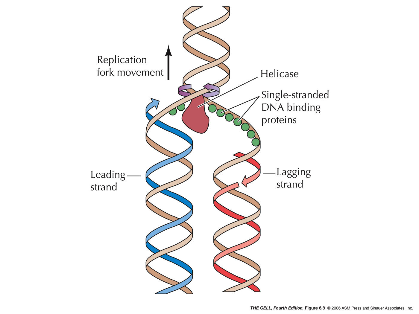 Double Helix Dna Replication Diagram Labeled