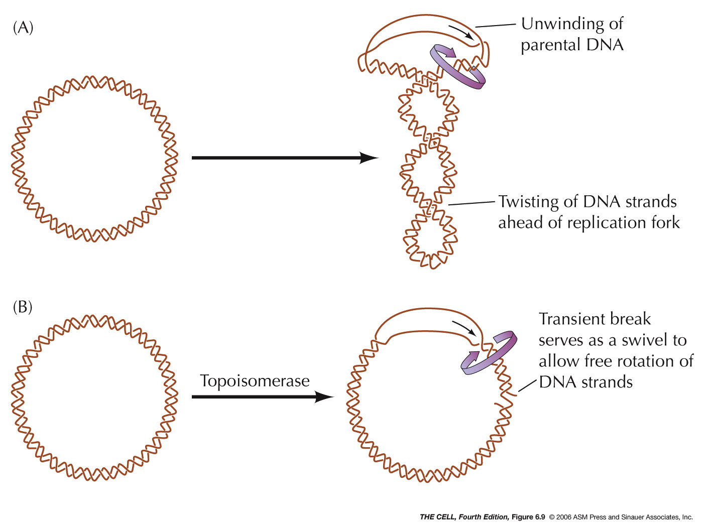 topoisomerase-i-and-ii-video