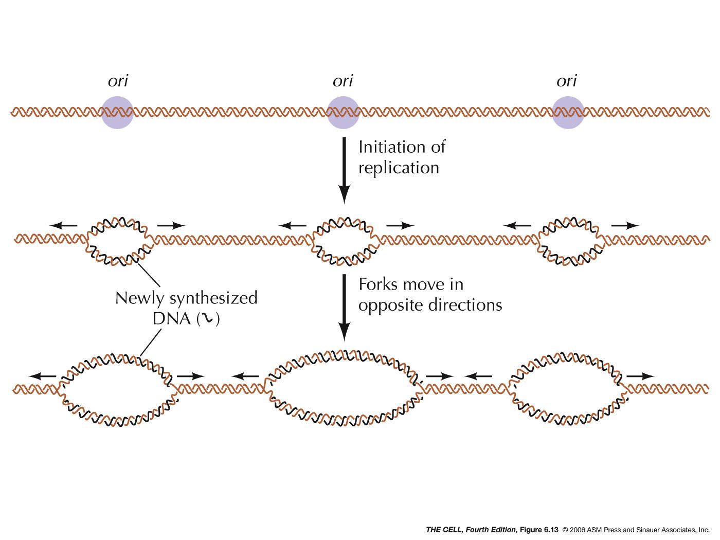 DNA Replication