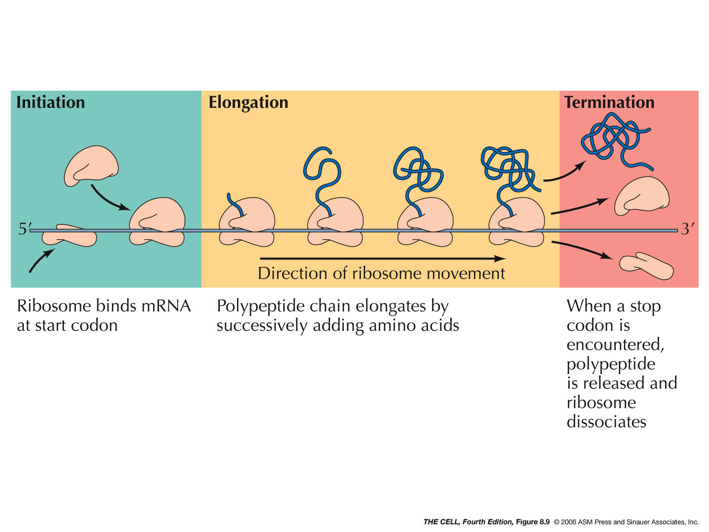 translation-protein-from-rna-presentation-biology