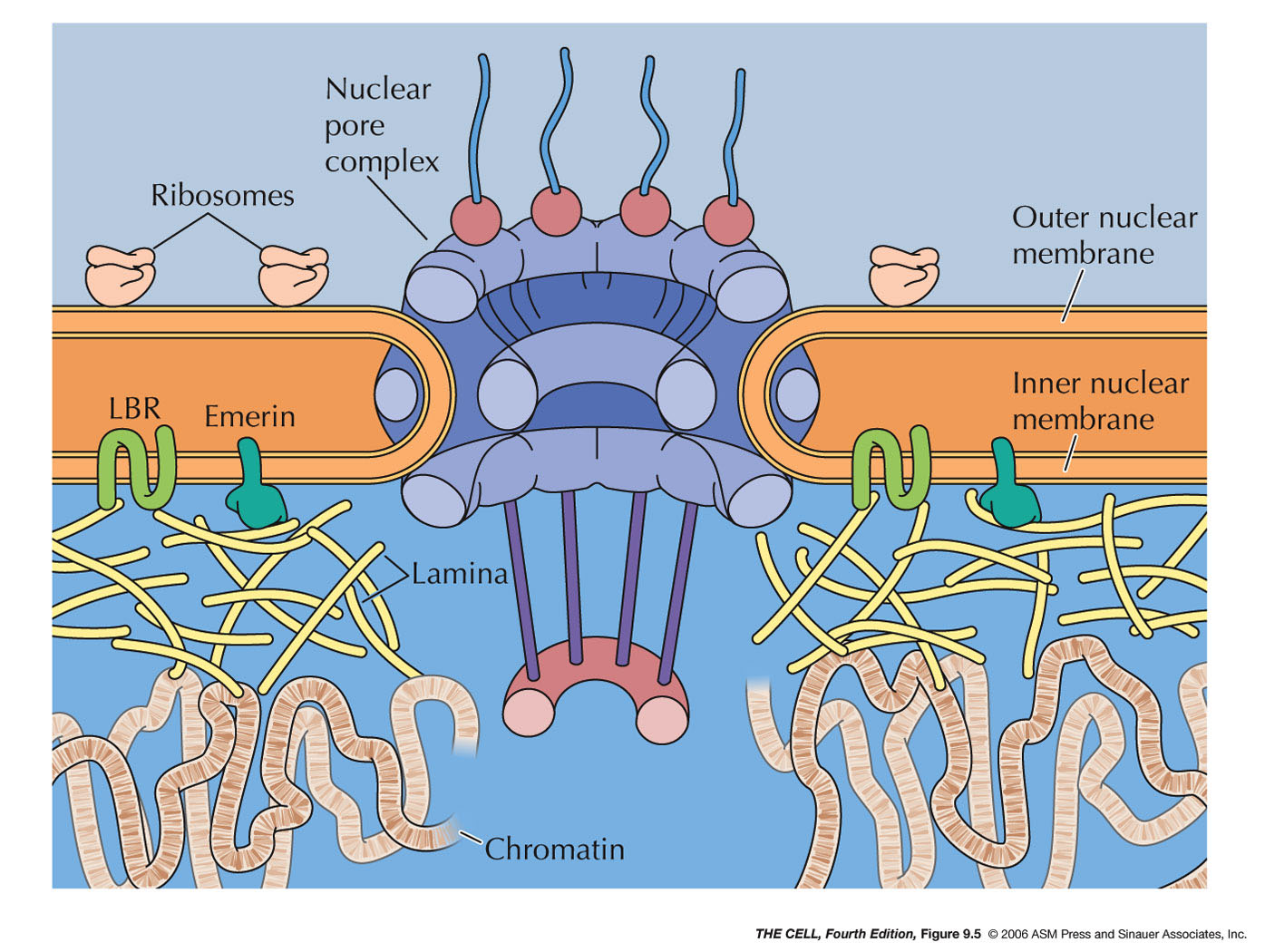 Nucleoporinas