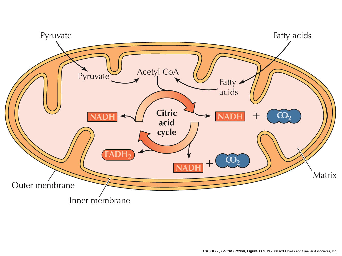 how-mitochondria-make-the-cut-when-and-where-the-powerhouse-of-the