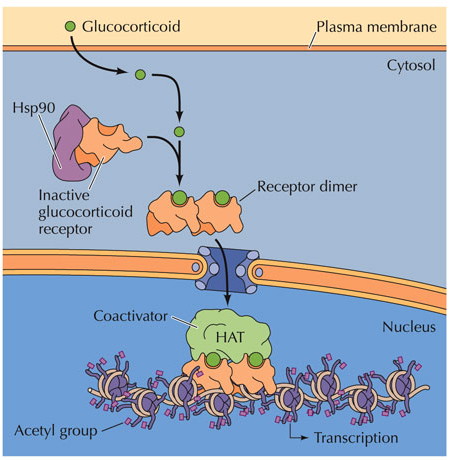 Steroids examples and functions