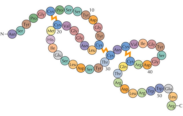 peptide