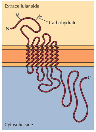 GPCR