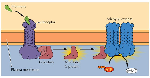 GPCR