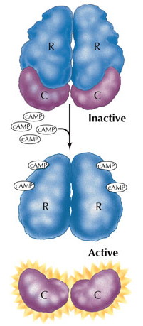 signal transduction