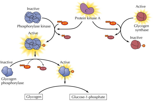 phosphorylation