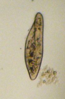 Paramecium multimicronucleatum
                    from Shades Creek