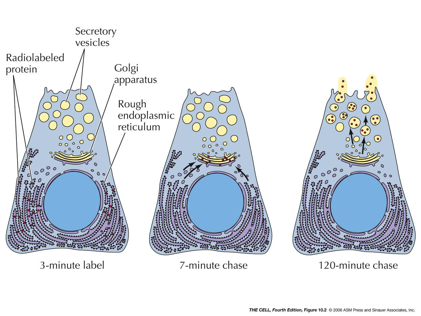 Rough Endoplasmic Reticulum Without Label