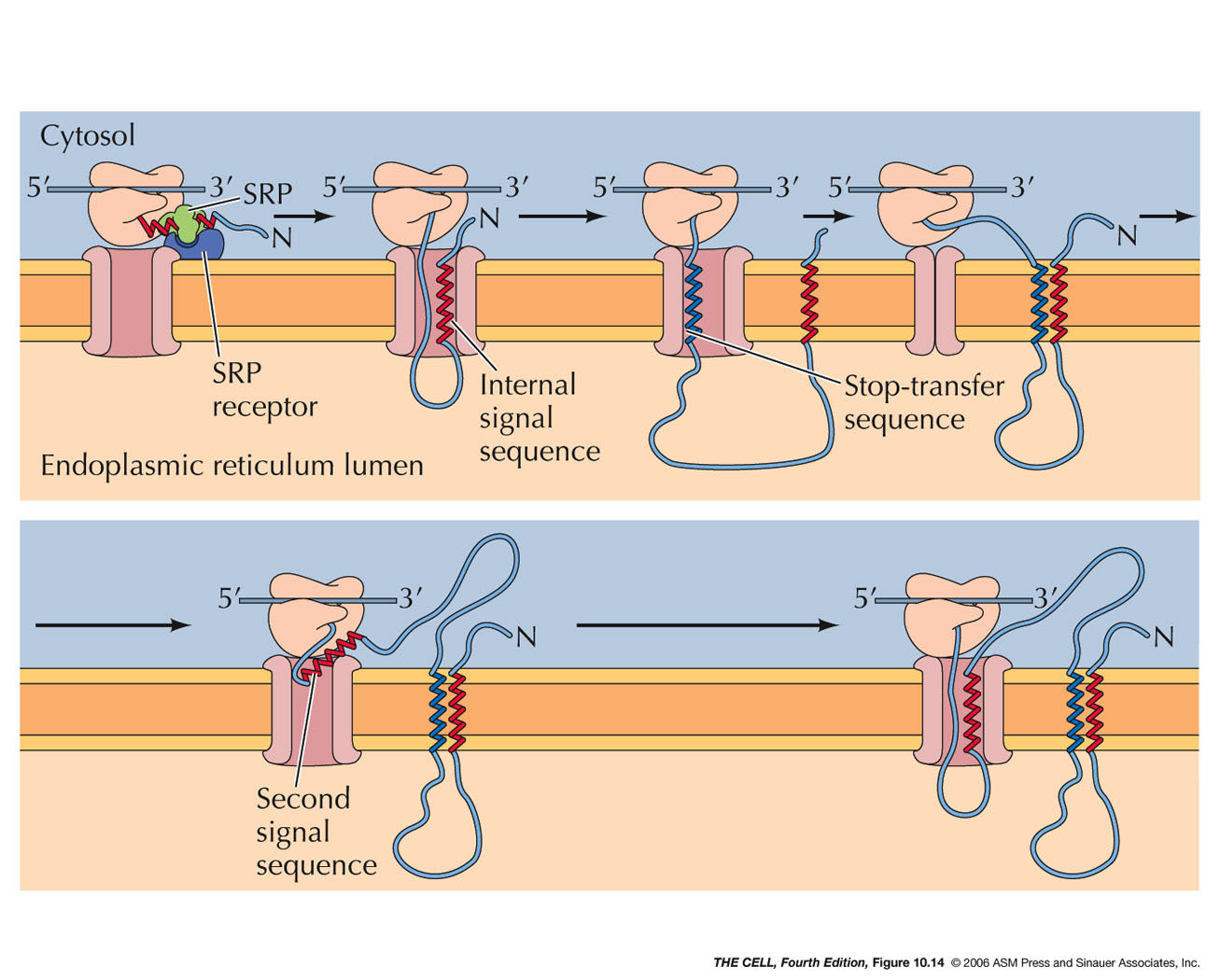 Multiple times membrane spanning